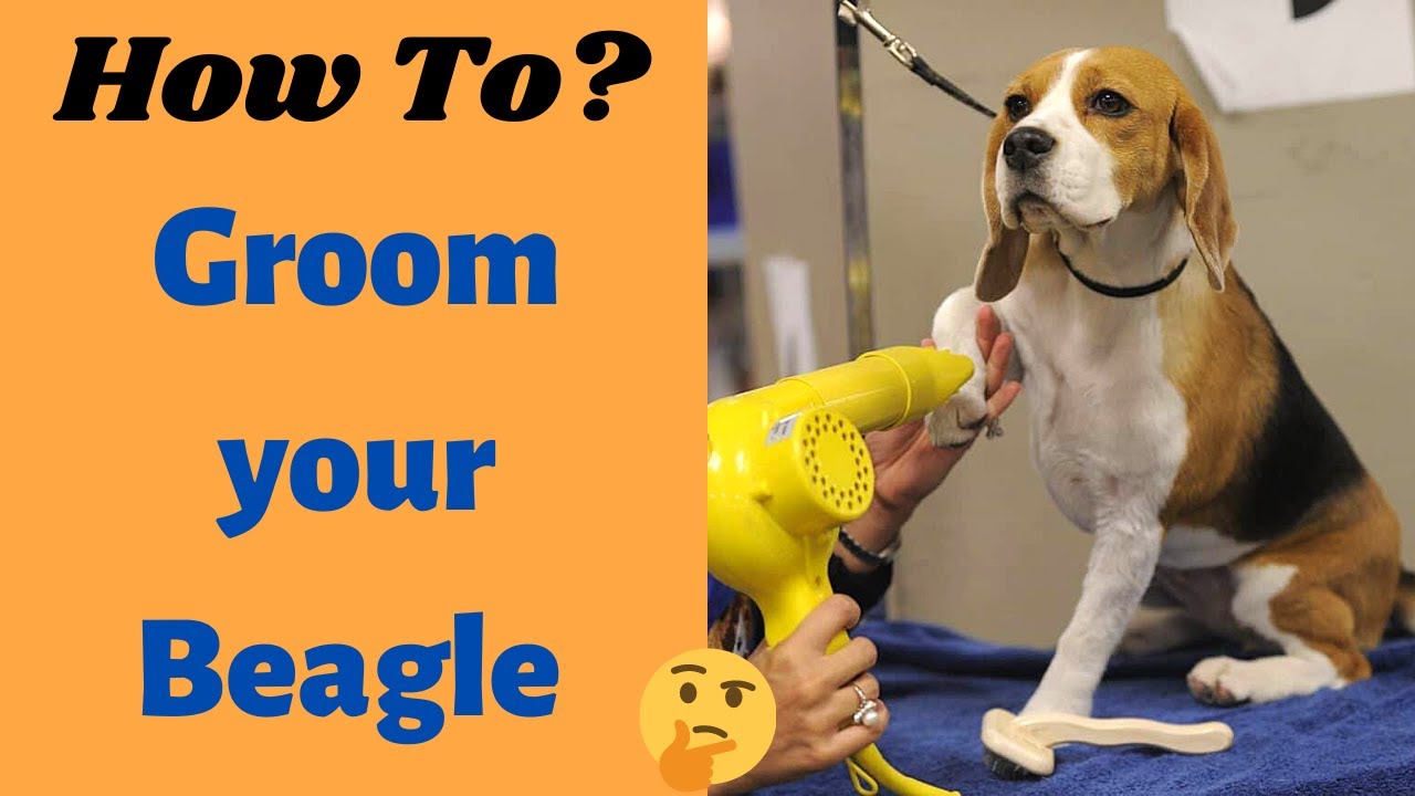 How to Properly Groom your Beagle dog? Beagle Grooming Techniques