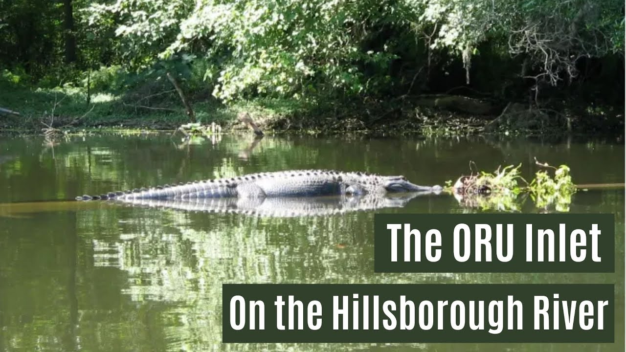 ORU Inlet - Kayaking on the Hillsborough River