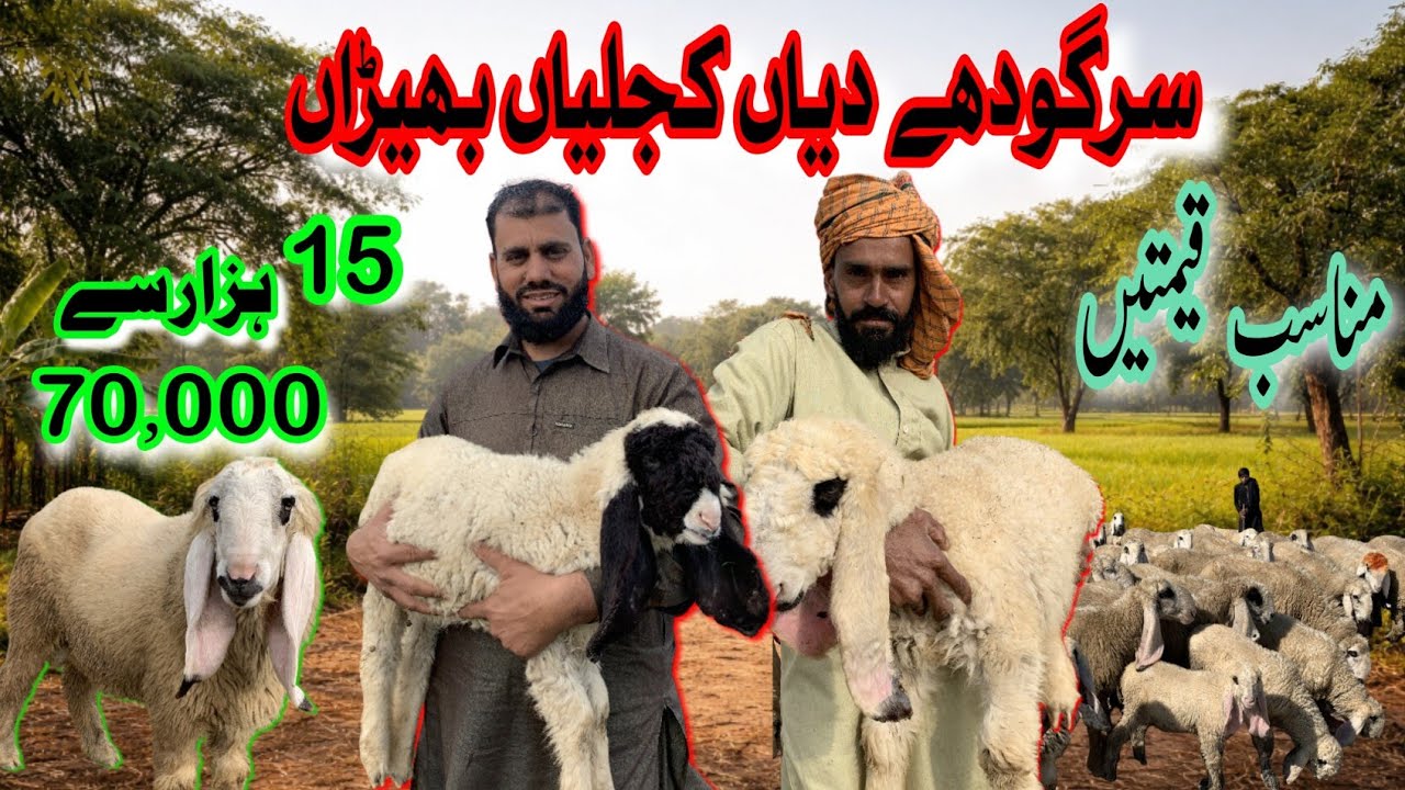 Sargodhay Dian Kajlian Bheran۔ #KajlianBheran #DesiSheep #QurbaniSheep 