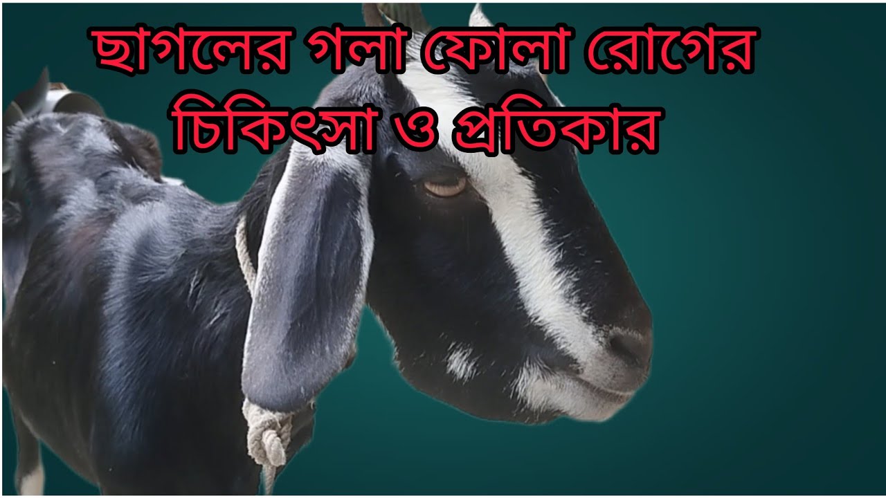 ছাগলের গলা ফোলা রোগ।ছাগলের টোনা ফোলা রোগ হলে চিকিৎসা।ছাগলের থুতনির নিচে পানি জমলে করণীয় ও প্রতিকার।