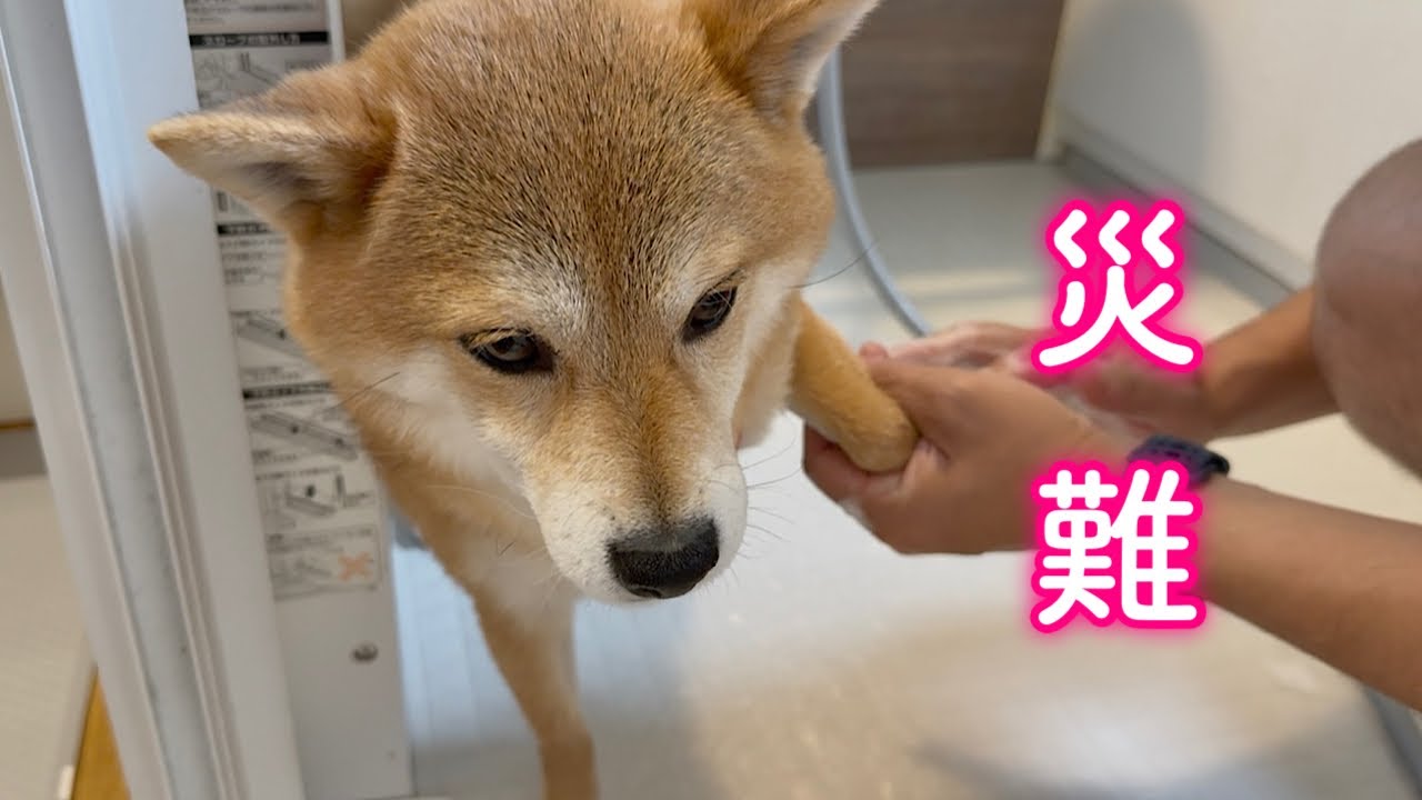災難に見舞われるもパパに助けてもらい事なきを得た柴犬が可愛い