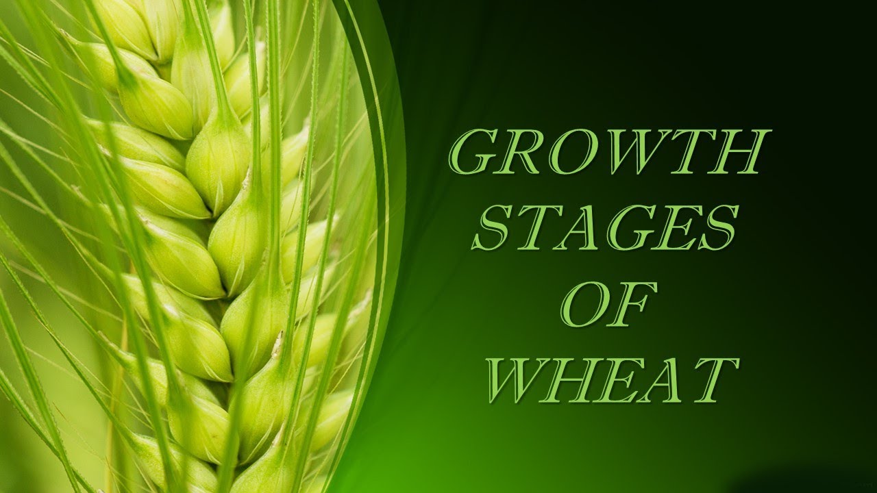 Stages of Growth in Wheat