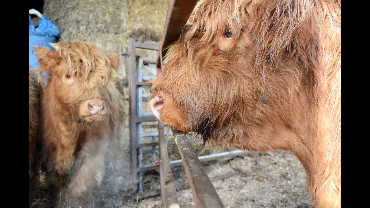 HOW TO WEAN HIGHLAND CALVES OFF THE FRIENDLY WAY