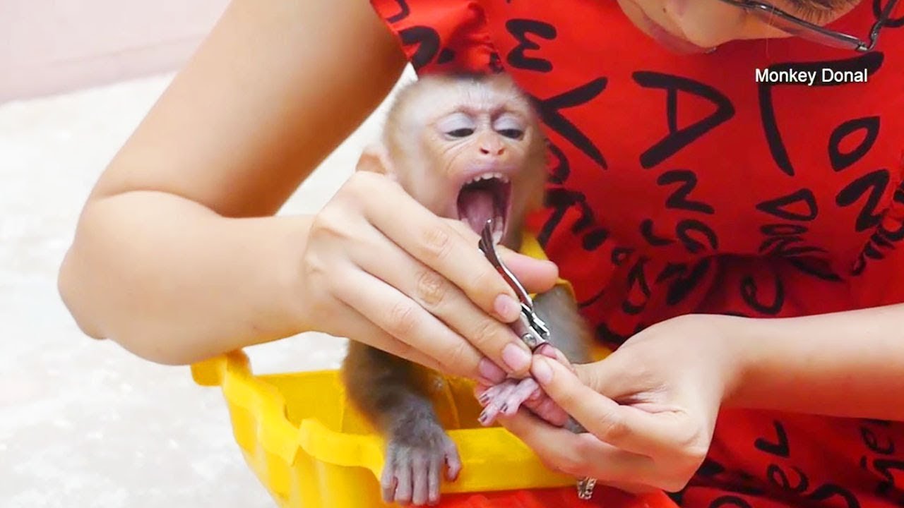 Cute Baby Monkey Donal Worry When Mom Clean Nail