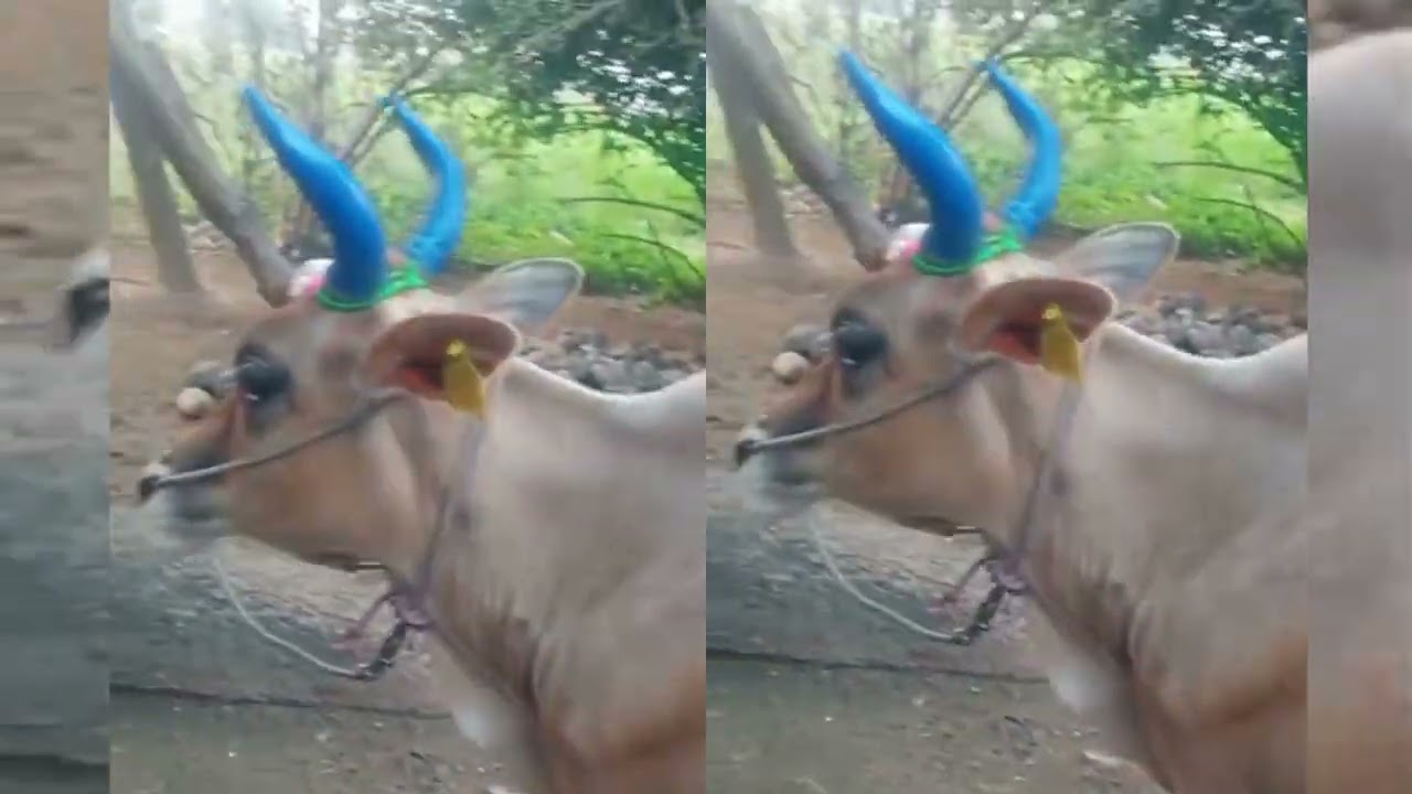 Happy maatu pongal 🐄