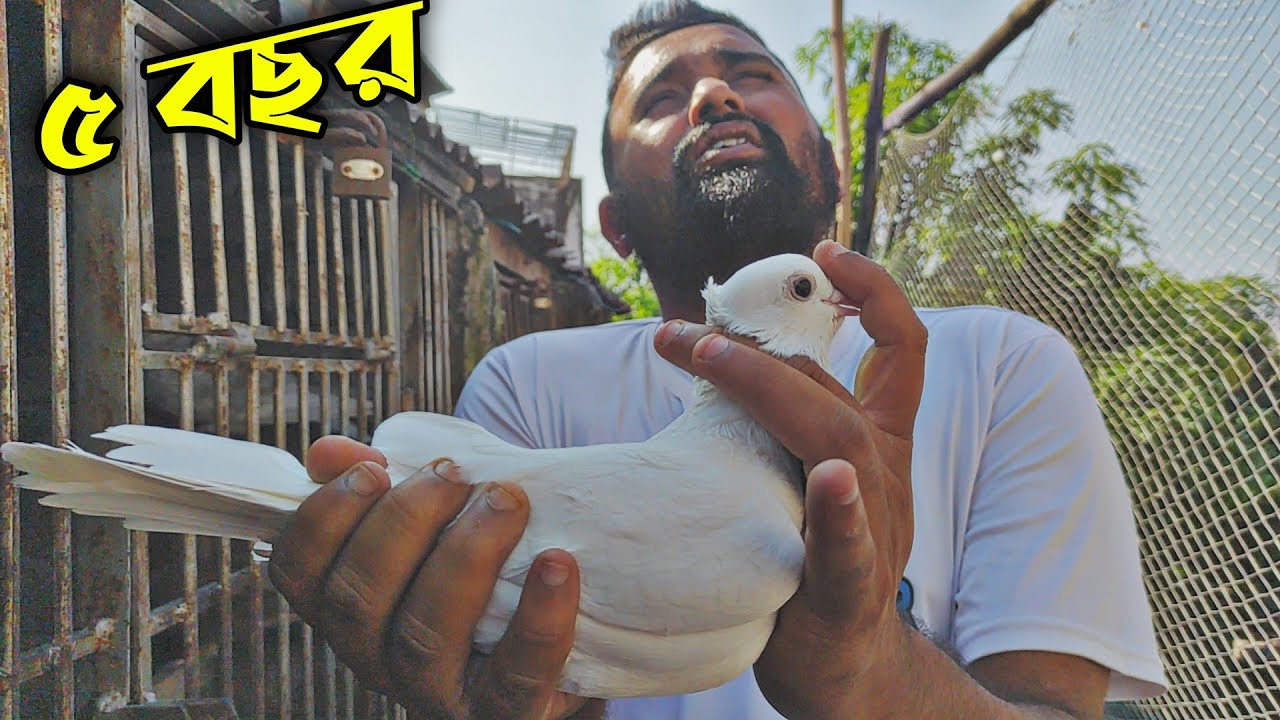 ভালো কবুতর কিভাবে চিনবেন?