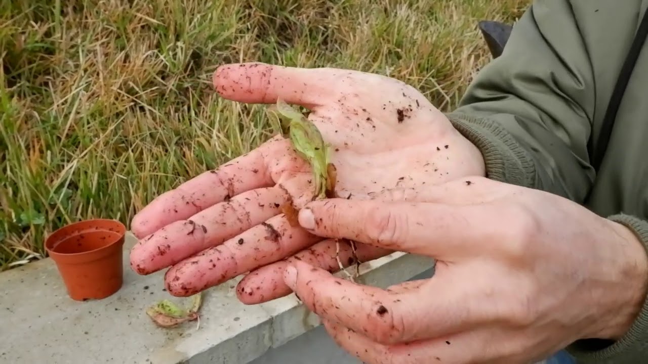 85. SARRACENIA PURPUREA PROPAGAZIONE PER DIVISIONE MESSA A DIMORA IN CIOTOLA CON TORBA PURA