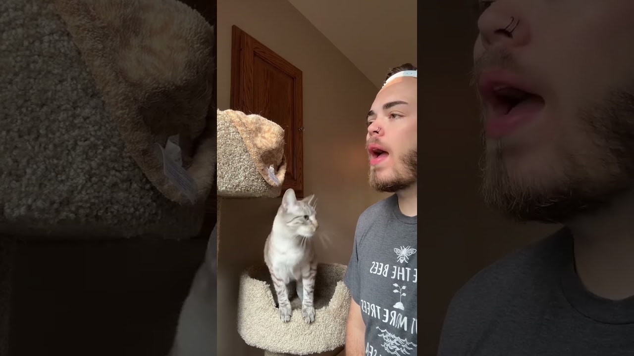 Summoning your cat!! #catsoftiktok #fyp
