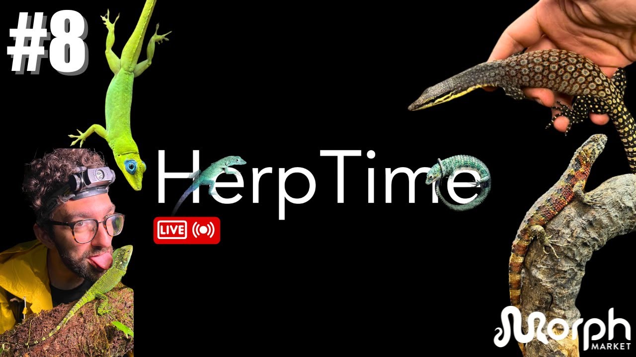 Armen of HerpTime Shows Us 3 Top Sellers On MorphMarket | Live