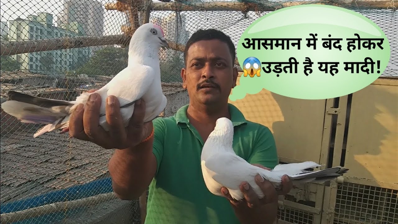 Amol Bhai Ke Kaldume Bedagg, Nildume, Kasni Kabootar. Vikroli. Mumbai.