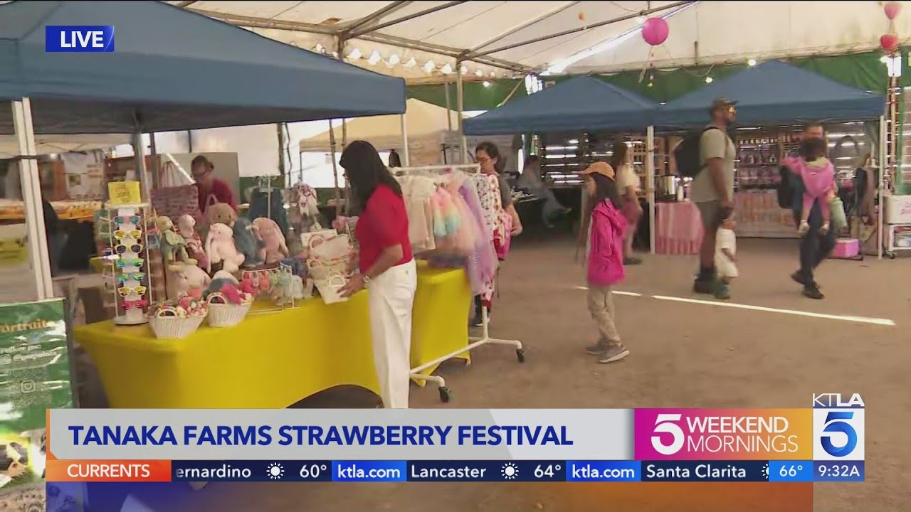 Strawberry picking, goat yoga and family fun at Tanaka Farms festival