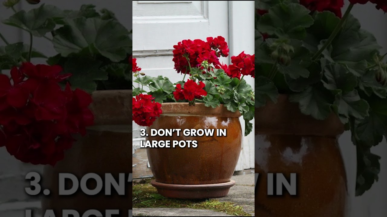 6 Quick Tips to Keep Geraniums Blooming #geraniums #shorts #youtubeshorts
