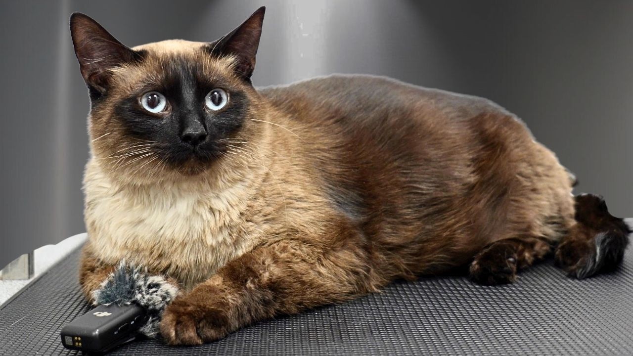 I Groomed the Happiest Cat Alive...He LOVED Grooming