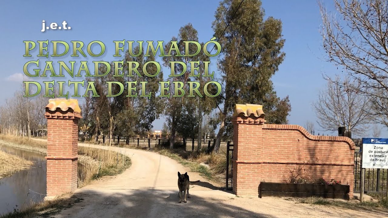 PEDRO FUMADÓ, GANADERO DEL DELTA DEL EBRO