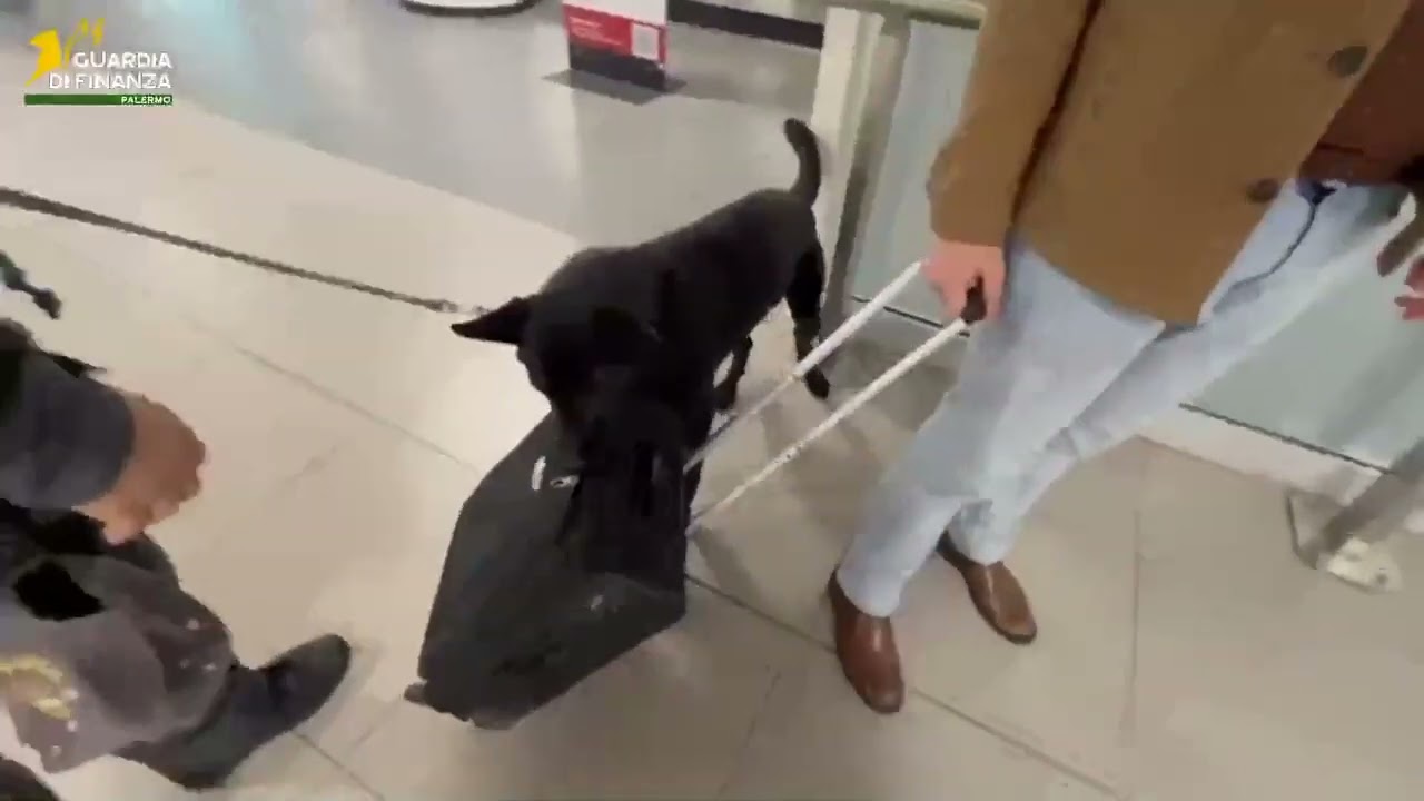Coccodrillo, aeroporto, Guardia di  Finanza