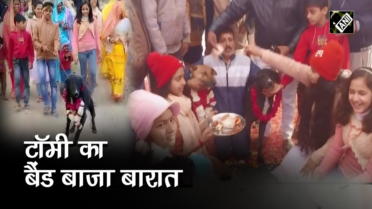 Aligarh में हुई अनोखी शादी, Tommy बना दूल्हा और Jelly बनी दुल्हन, दोनों ने लिए सात फेरे