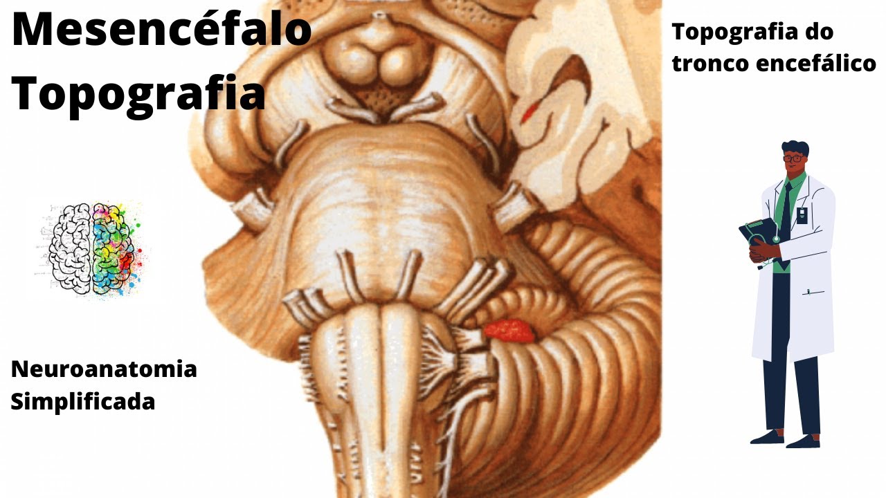 Tronco Encefálico (Topografia do Mesencéfalo) - Neuroanatomia Simplificada - Ângelo Machado