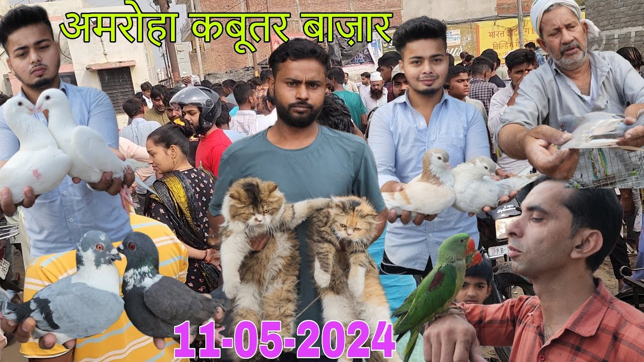 Amroha kabootar market 🕊️ 11-05-2024. अमरोहा कबूतर बाज़ार। Gola kabootar market. Bird market India.
