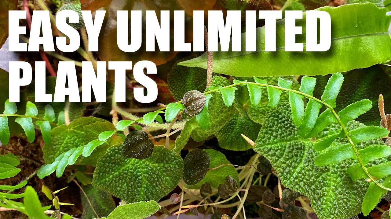 Super Easy Unlimited Vivarium Plants in Grow Out Bins