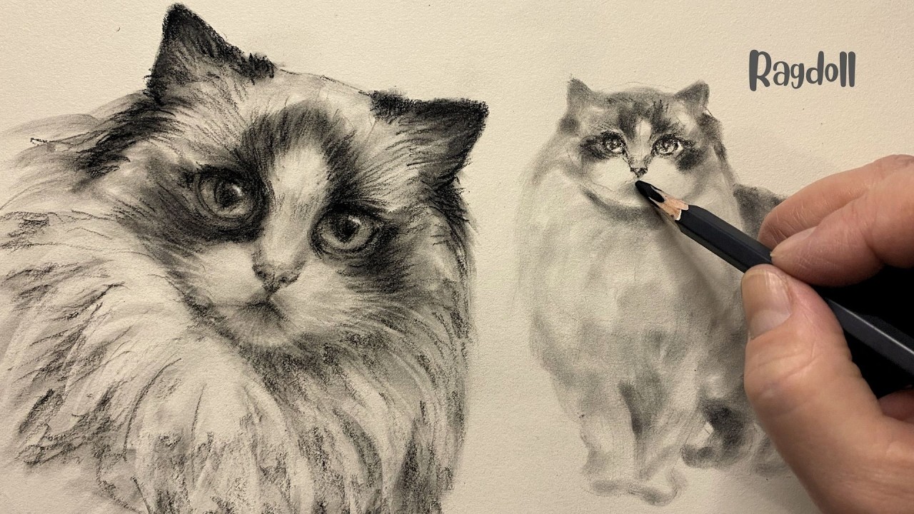 ASMR Charcoal Ragdoll Cat Drawing