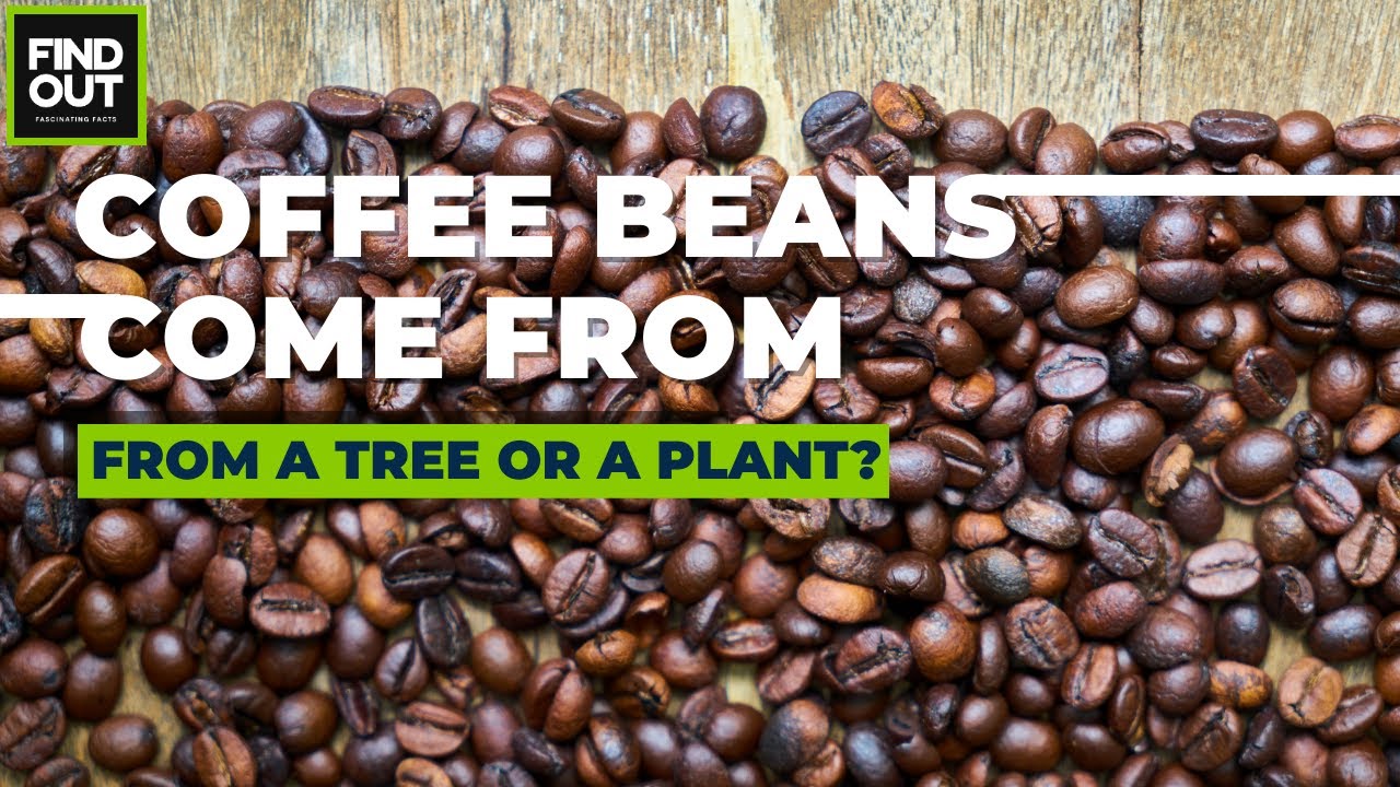 Where do coffee beans come from