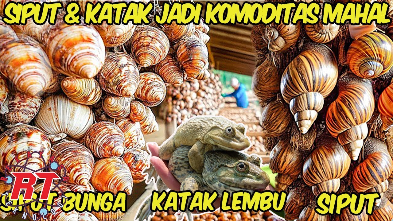 RAHASIA PETERNAKAN MAKANAN MEWAH DUNIA! | DARI SIPUT PRANCIS HINGGA KATAK LEMBU ASIA