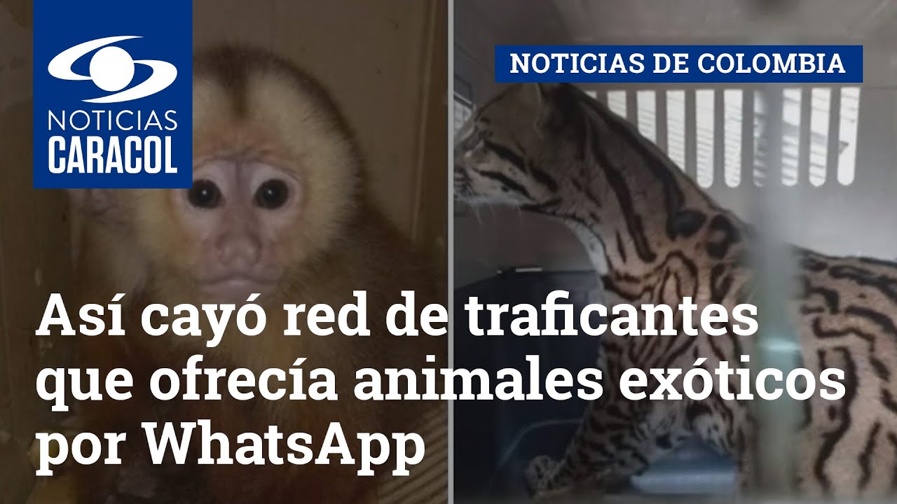 Así cayó red de traficantes que ofrecía animales exóticos por WhatsApp