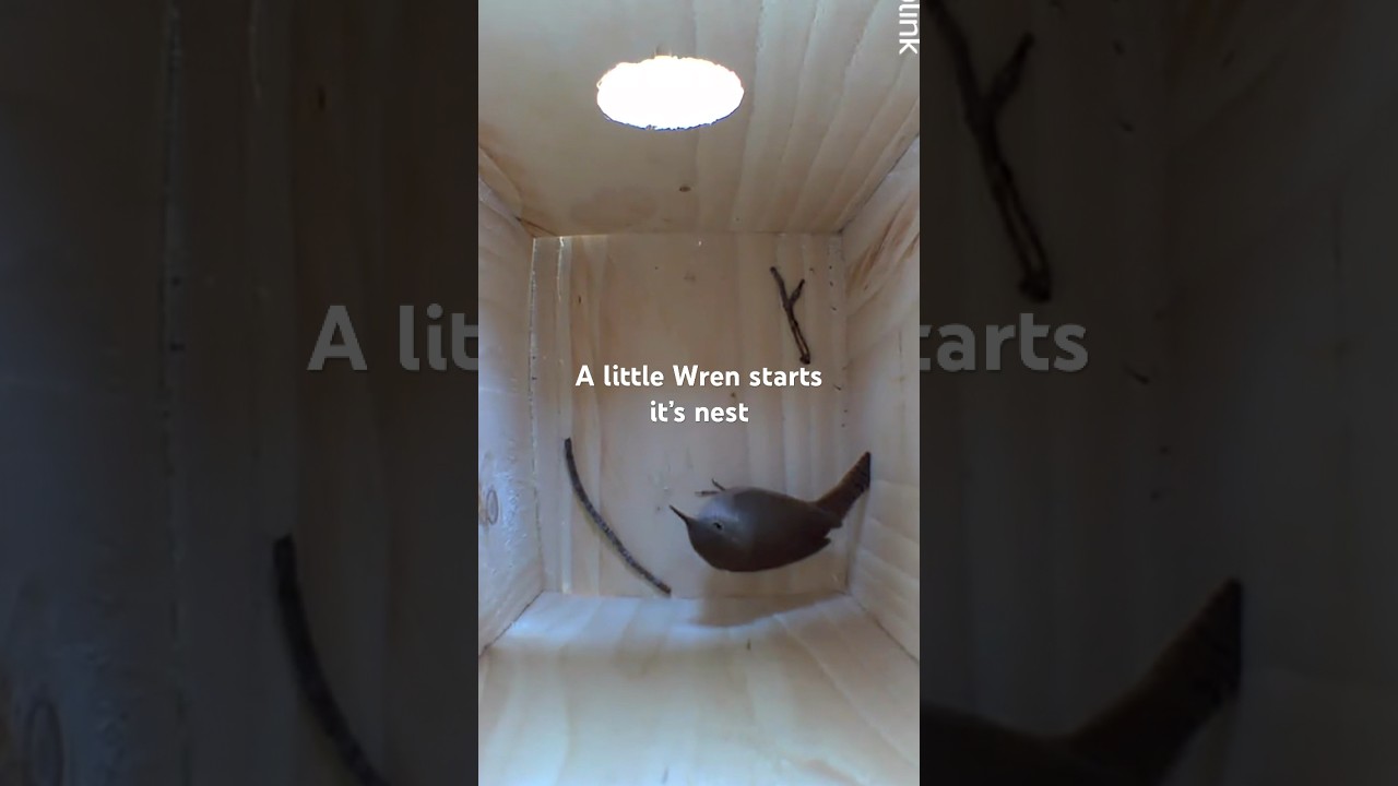 🌞 Solar-Powered Birdhouse Camera Captures Adorable Wren Nest Building! 🐦🏡&rdquo;#birds  #animals #nature