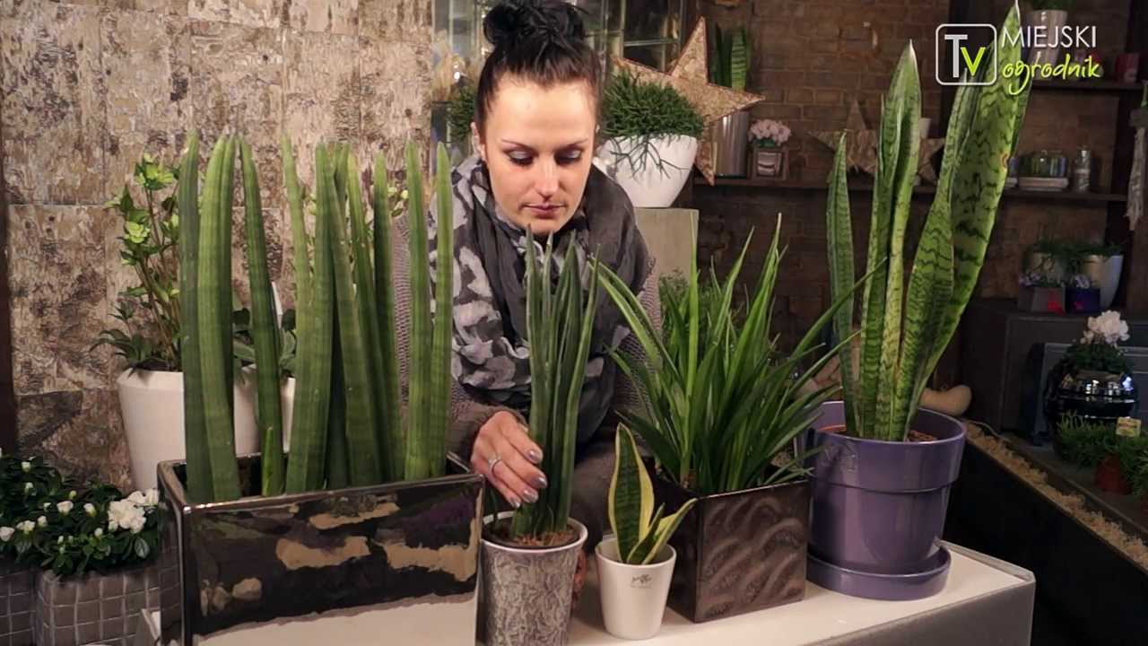 Kocham tę roślinę - Sansewierie S02 E12
