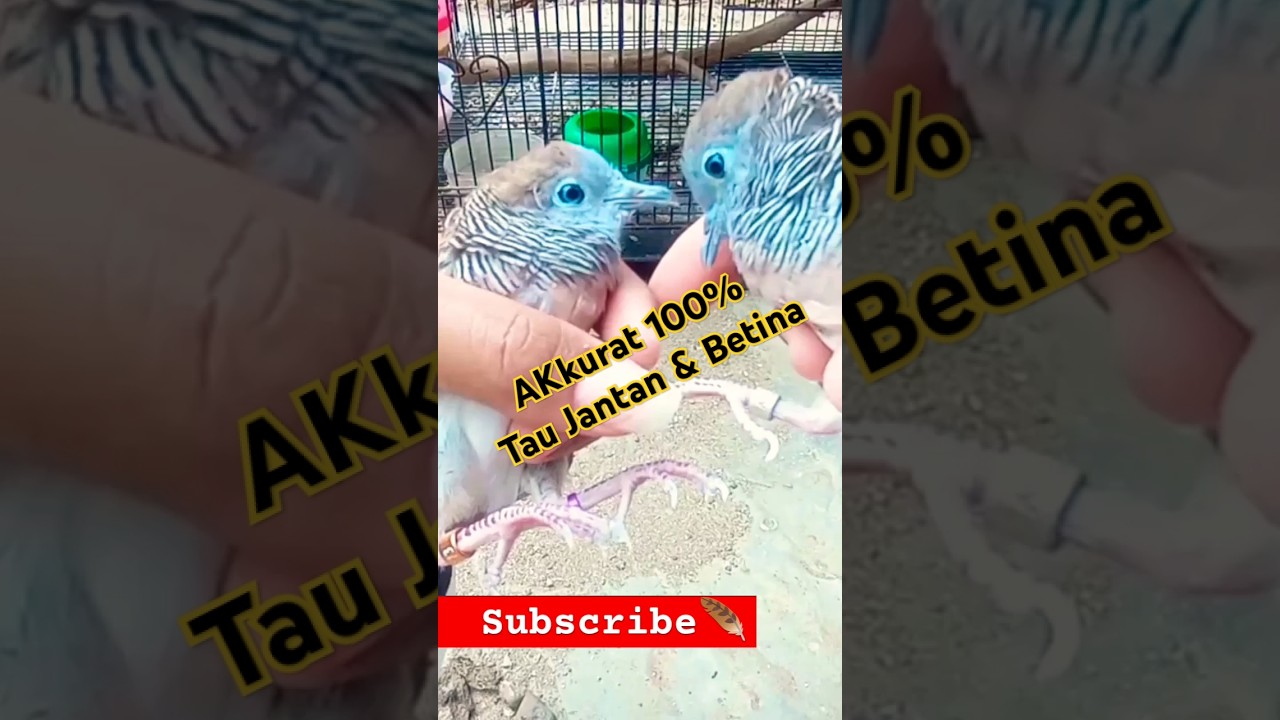 CARA MEMBEDAKAN PERKUTUT JANTAN DAN BETINA DENGAN AKURAT DAN PASTI 100%