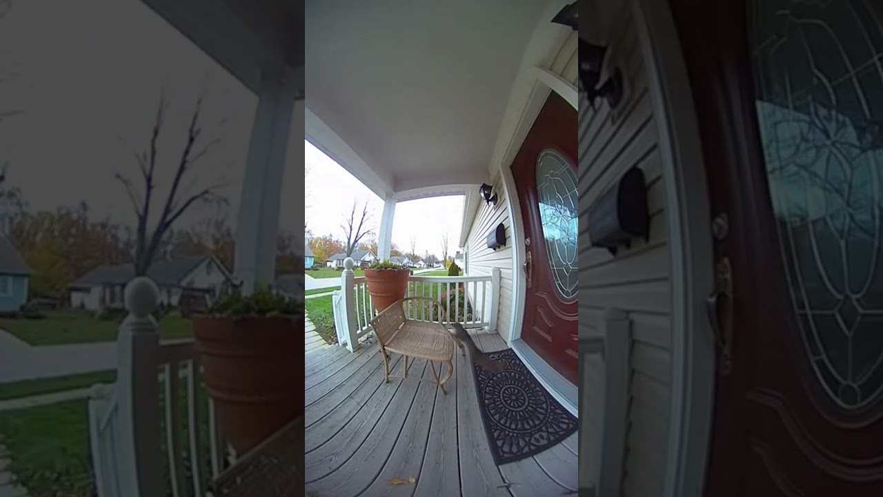 Squirrel Parkour: Epic Moves! 
