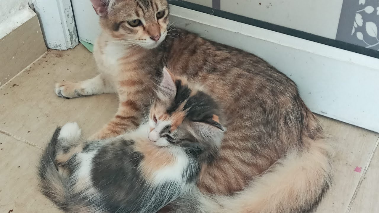 Cats & kittens are 850 & 759 & 685 & 602 & 501 & 484 & 436 & 360 & 245 & 207 & 107 & 267 &201 &99&65