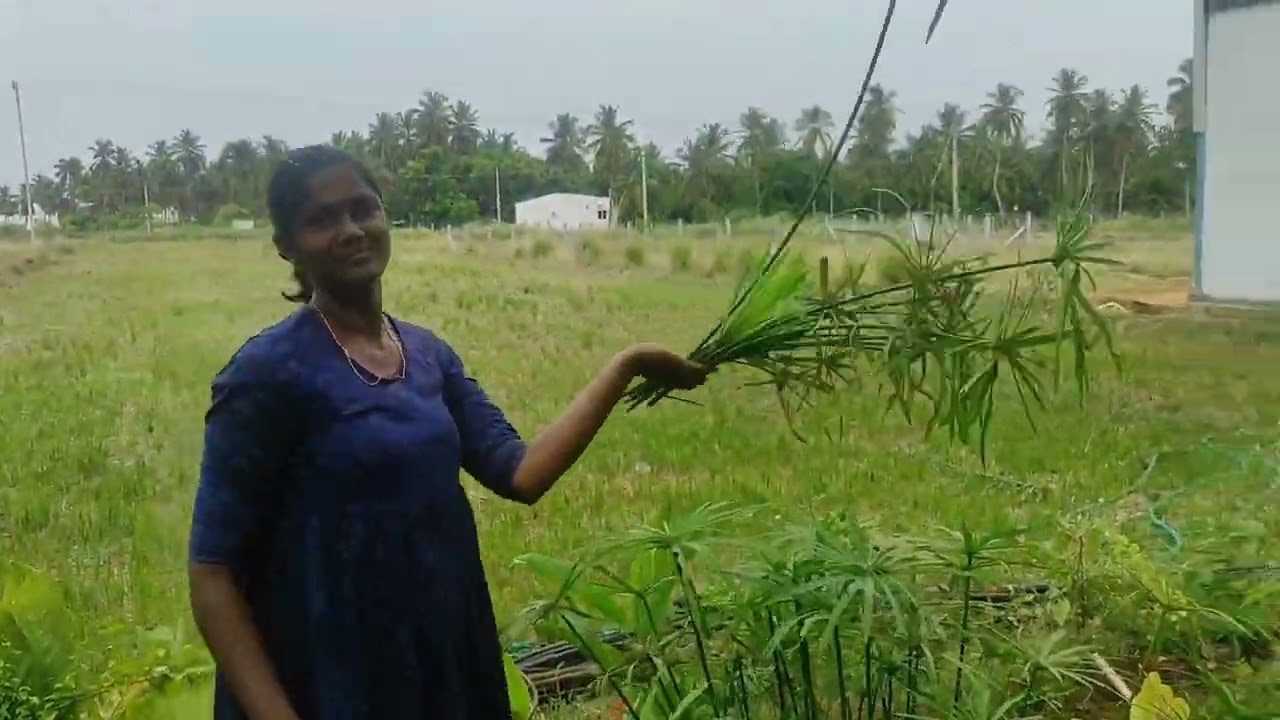 தோட்டத்தில் வைத்த செடிகள் எப்படி அழகா வளர்ந்து இருக்காங்கனு பாருங்க 