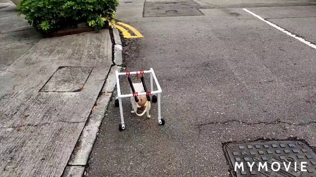DIY standing unstable dog wheelchair for Urinate by using car sunshade