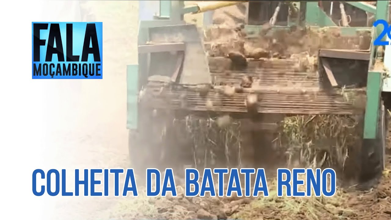 Produção Nacional: Uso de Máquinas para Colheita da Batata Renó