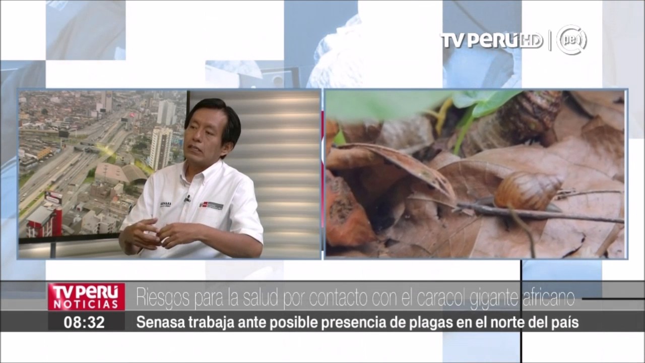 Conoce los riesgos para la salud por contacto con el caracol gigante africano