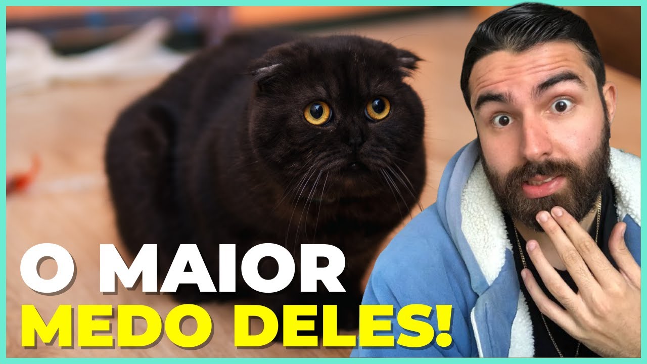 10 Medos Que TODO Gato Tem!