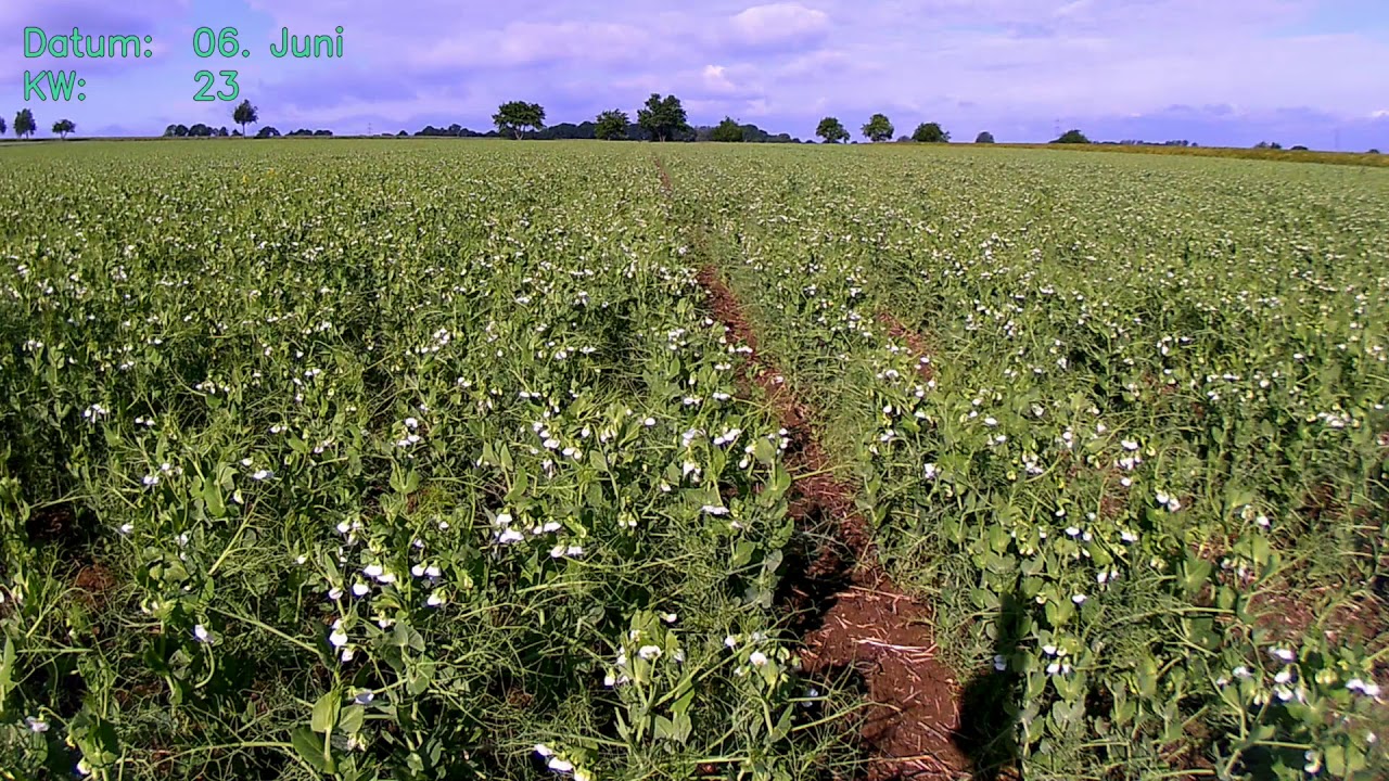 Pea Timelapse - Anbau von Erbsen im Zeitraffer