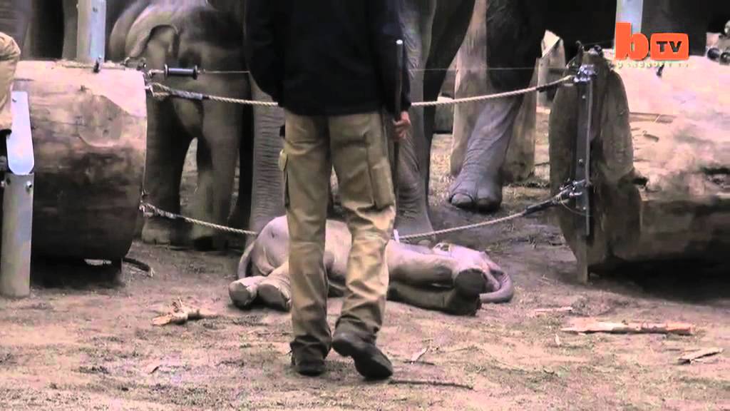 Touching Footage Of Elephants 