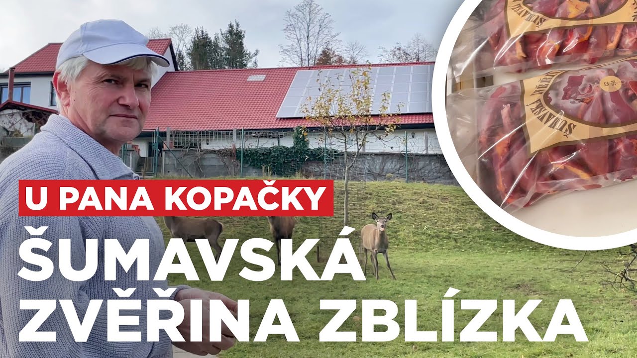 Nejlepší zvěřinové maso pochází ze Šumavy. Vydali jsme se tam na návštěvu