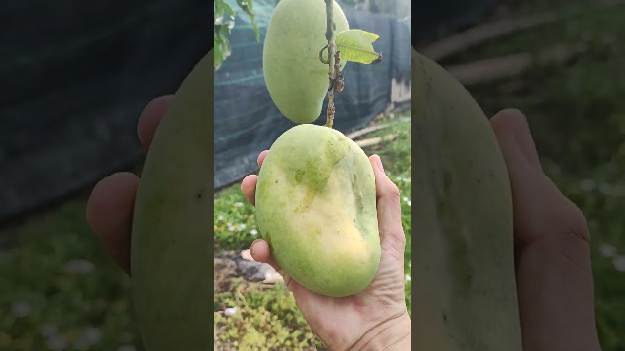 Cuối tuần ra thăm vườn với nhiều điều thú vị, mít chín đầy cây #khámphá 