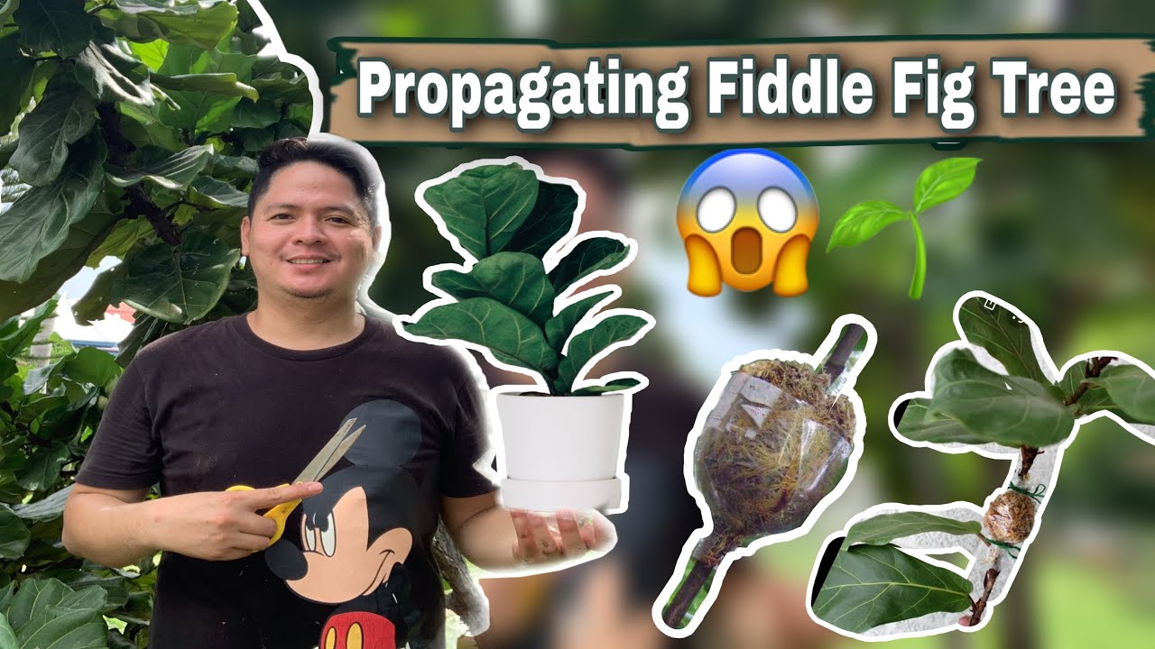 How to Progagate Fiddle Leaf Fig Tree | Marcotting