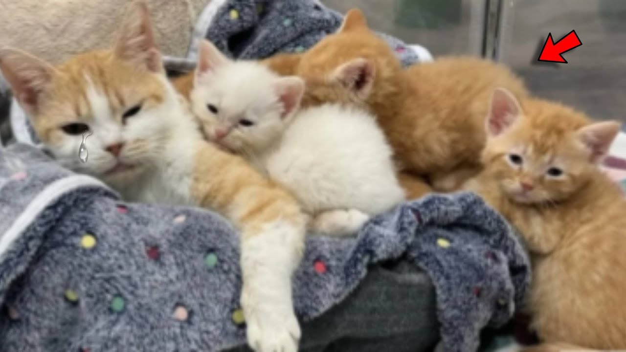 Эта кошка умоляла людей спасти её котят, но никто не был равнодушен, пока это не произошло