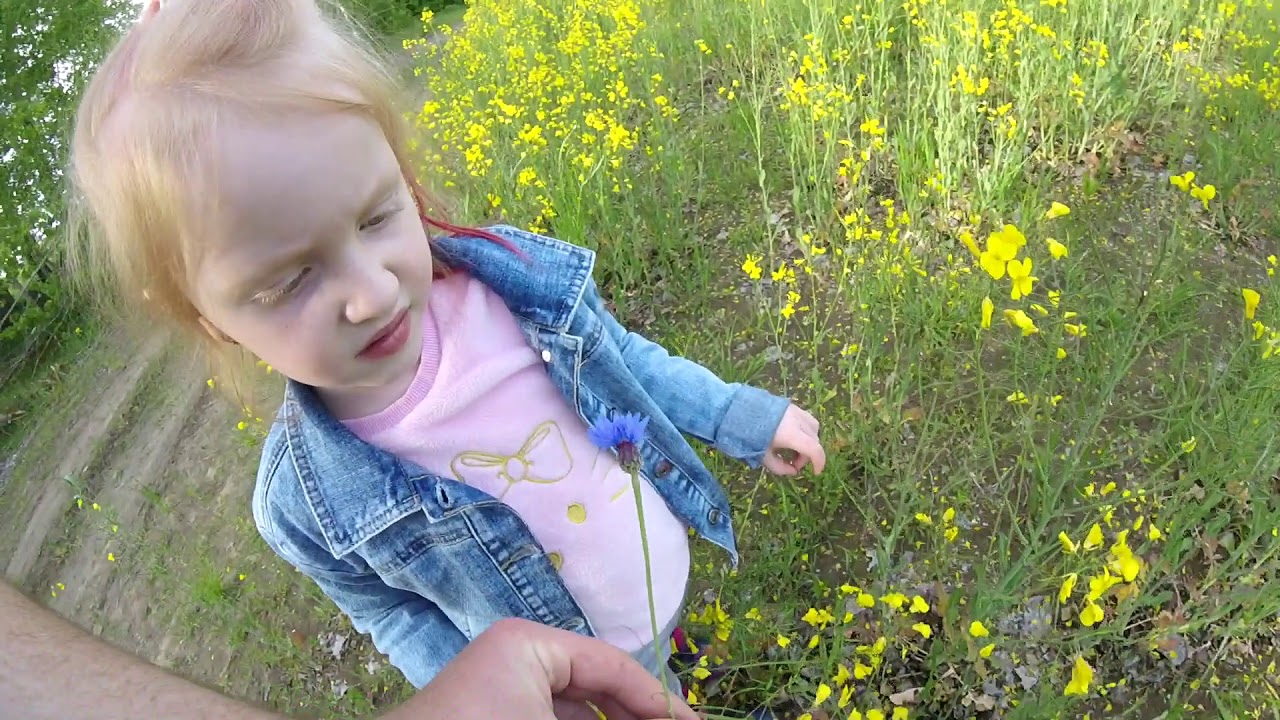 Обработка рапса,чем она опасна для пчёл? Хорошо погоды не было и пчёлы сидели по домам)))