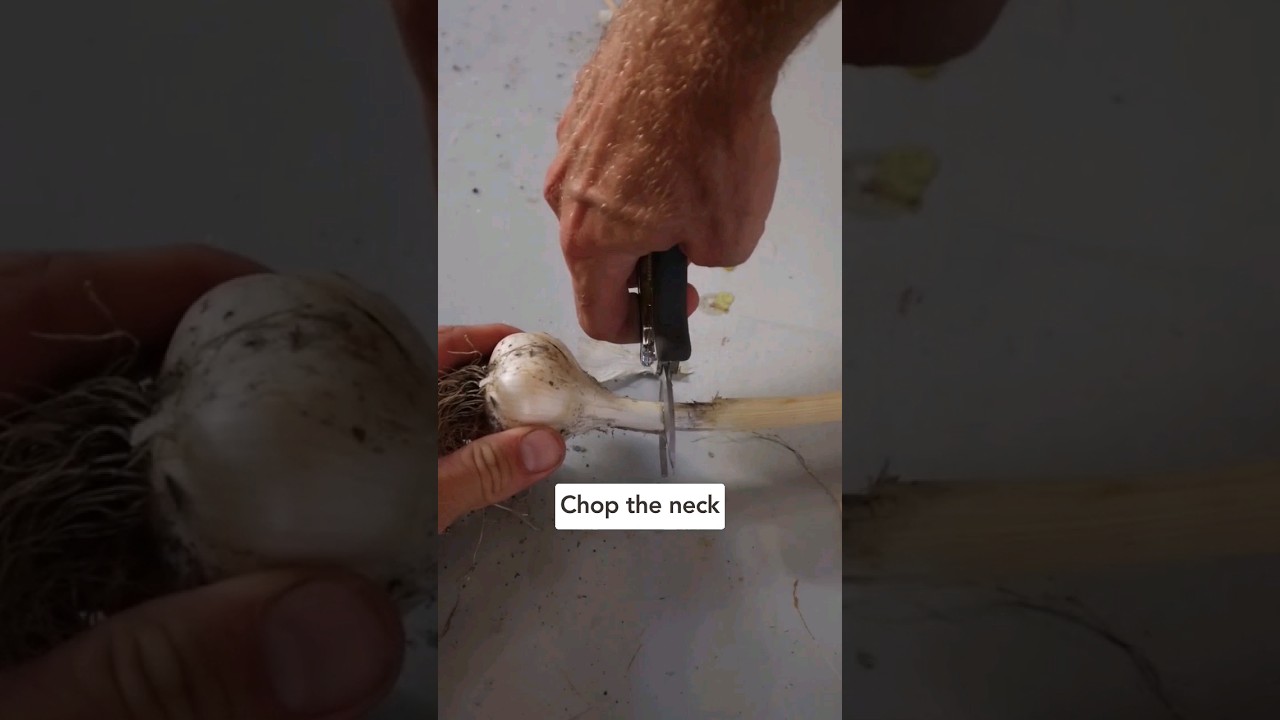 🧄 3 Tips for Curing and Storing your Garlic! #howtogrowgarlic #growinggarlic #gardeningtips