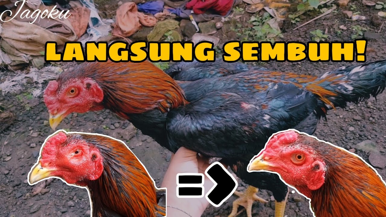 Cara mengobati ayam snot parah||dijamin sembuh!!!