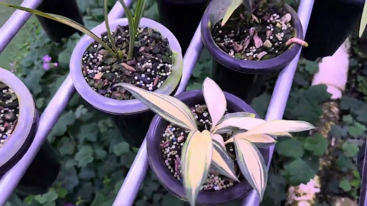 Giao lưu vườn lan Trung Quốc p2