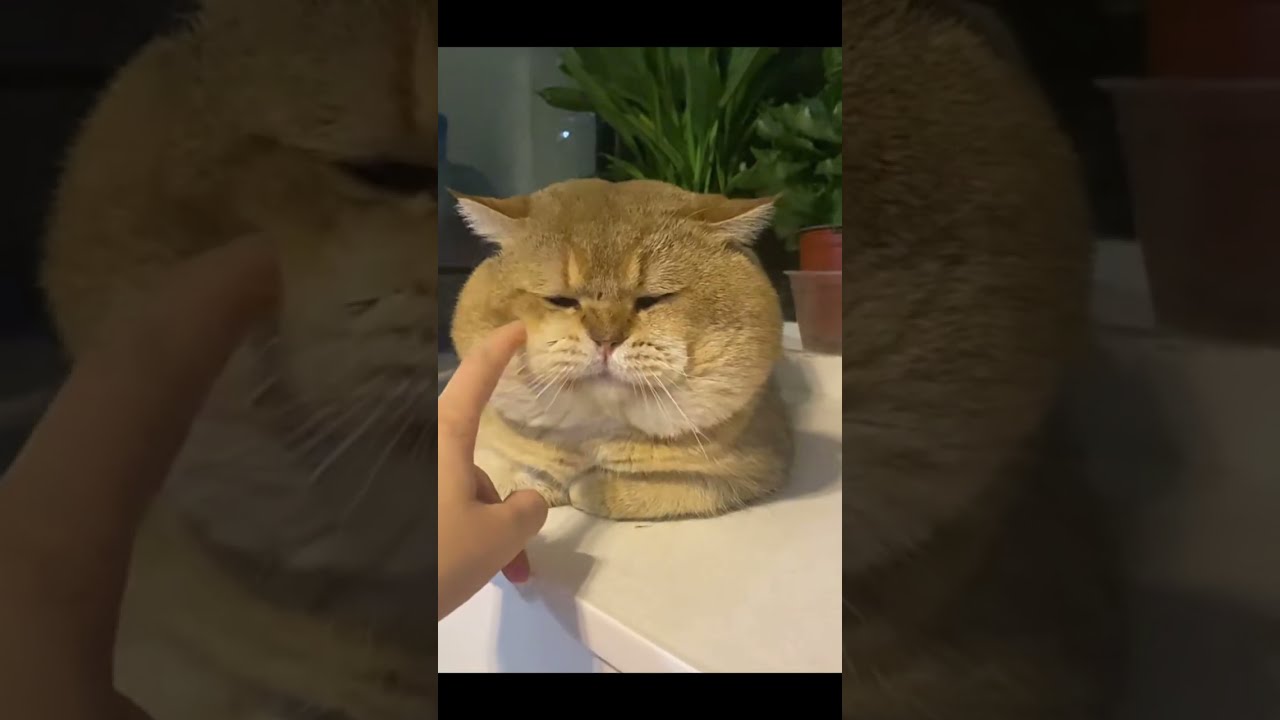 A Big Face Fat Ass Cat 002 #shorts
