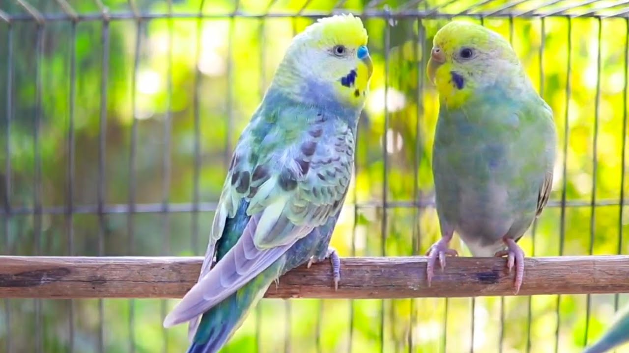 Unbelievable Parakeet Sounds: 10 Hours of Melodic Bird Singing