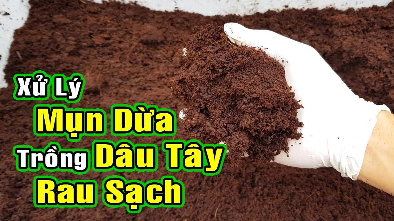 Cách xử lý xơ dừa, mụn dừa để trồng dâu tây và rau sạch | How to make coco peat, coir compost
